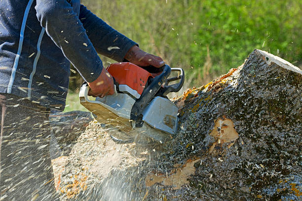 How Our Tree Care Process Works  in  Robstown, TX