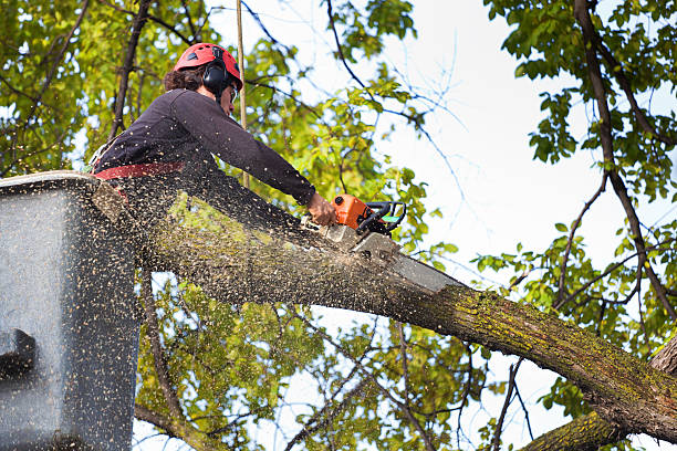 Best Root Management and Removal  in Robstown, TX